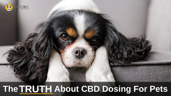 CBD DOG HEALTH