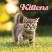 Save 70% on 2020 cat calendars