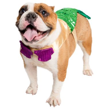 Pet Krewe - Free shipping | Chewy